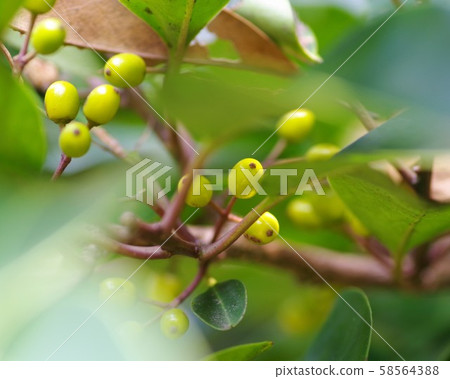 A tree with many small fruits A tree with many small fruits 58564388