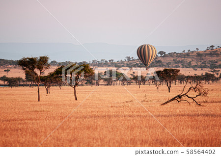 Luxury balloon floating over grass meadow of Serengeti Grumeti Reserve - Tanzania Luxury balloon floating over grass meadow of Serengeti Grumeti Reserve - Tanzania 58564402