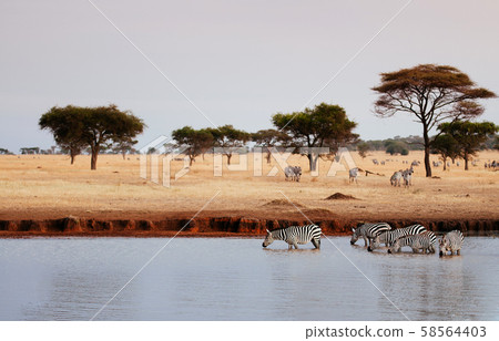 Herd of African zebra drink water from river in Serengeti Grumeti Reserve - Tanzania Herd of African zebra drink water from river in Serengeti Grumeti Reserve - Tanzania 58564403