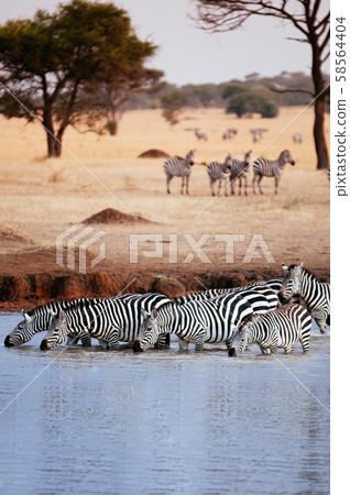 Herd of African zebra drink water from river in Serengeti Grumeti Reserve - Tanzania 58564404