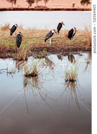 African Marabou stork birds near swamp pond of Serengeti Grumeti Reserve - Tanzania African Marabou stork birds near swamp pond of Serengeti Grumeti Reserve - Tanzania 58564405