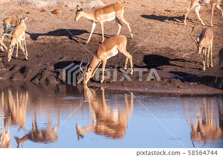 Impalas drinking from a waterhole 58564744