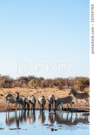 A group of Zebras in Etosha 58564769