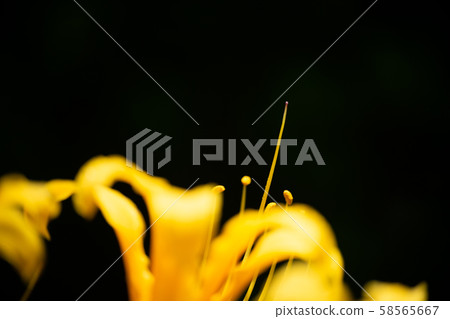 Yellow colored flower Yellow colored flower 58565667