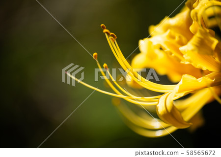 Yellow colored flower Yellow colored flower 58565672