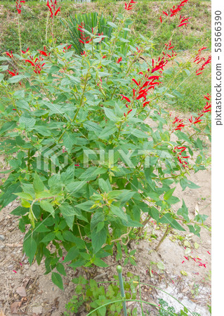 菠蘿鼠尾草種植 菠蘿鼠尾草種植 58566390