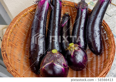 收穫茄子 58566413