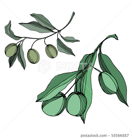 Vector Olive branch with fruit. Black and white... - Stock Illustration ...