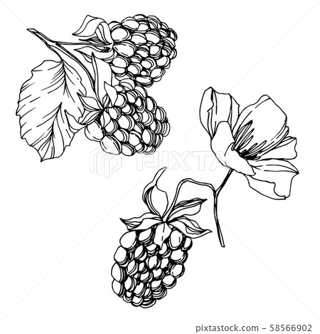 Vector Blackberry healthy food. Black and white engraved ink art. Isolated berry illustration 58566902