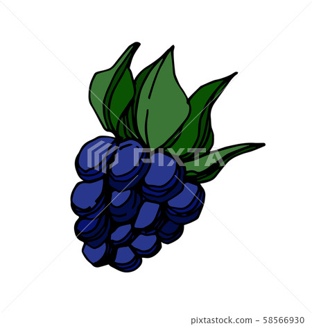 Vector Blackberry healthy food. Black and white engraved ink art. Isolated berry illustration 58566930