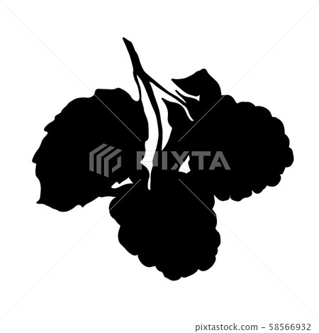Vector Blackberry healthy food. Black and white engraved ink art. Isolated berry illustration 58566932