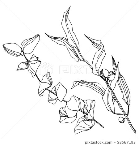 Vector Eucalyptus tree leaves. Black and white engraved ink art. Isolated eucalyptus illustration 58567192