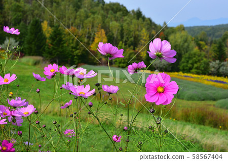 Cosmos of Takino Suzuran Park Cosmos of Takino Suzuran Park 58567404