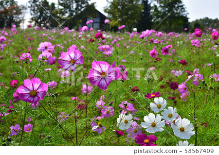 Cosmos of Takino Suzuran Park Cosmos of Takino Suzuran Park 58567409