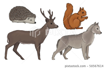 Wild Forest Habitants Drawn In Realistic Manner Vector Illustrations 58567614