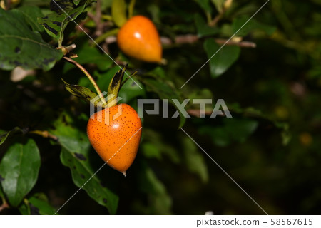 Old woman Old woman 58567615