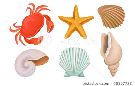Different Bright Tropical Shells And Corals Vector Illustrations Set Different Bright Tropical Shells And Corals Vector Illustrations Set 58567728