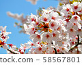 japan, cherry blossom, cherry tree 58567801