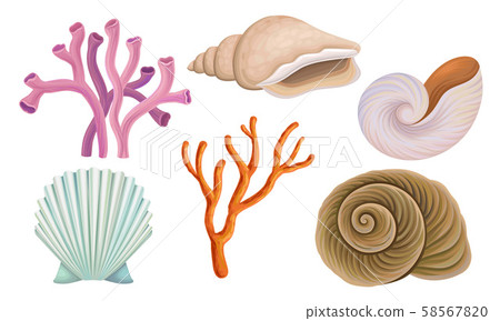 Bright Tropical Shells And Corals Vector Illustrations Set Bright Tropical Shells And Corals Vector Illustrations Set 58567820
