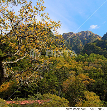 Kamikochi Autumn leaves (Nagano Prefecture) Kamikochi Autumn leaves (Nagano Prefecture) 58567842