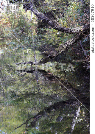 Kamikochi Autumn leaves (Nagano Prefecture) Kamikochi Autumn leaves (Nagano Prefecture) 58567910