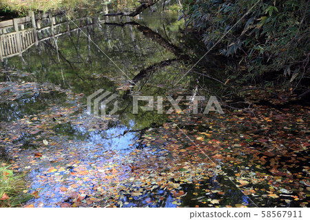 Kamikochi Autumn leaves (Nagano Prefecture) Kamikochi Autumn leaves (Nagano Prefecture) 58567911