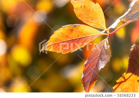 Maple branches with orange-yellow leaves Maple branches with orange-yellow leaves 58568233