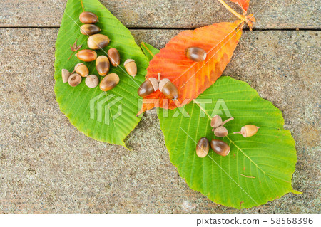 chi葉和橡子 chi葉和橡子 58568396