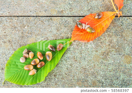 chi葉和橡子 chi葉和橡子 58568397