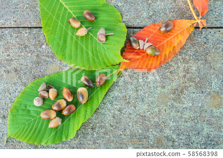 chi葉和橡子 chi葉和橡子 58568398