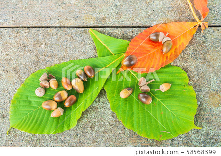 chi葉和橡子 chi葉和橡子 58568399