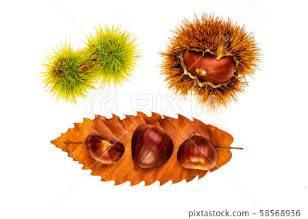 Chestnuts isolated on white background with 58568936