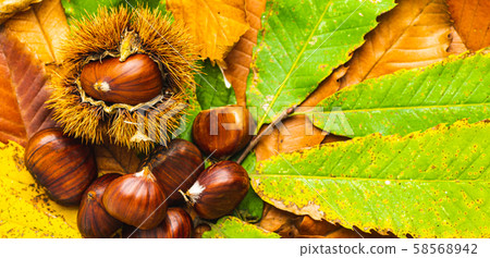 Ripe chestnuts close up with copy space. Raw 58568942