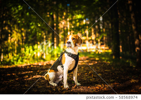The beagle dog in sunny autumn forest. Alerted 58568974