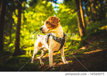 The beagle dog in sunny autumn forest. Alerted 58568975