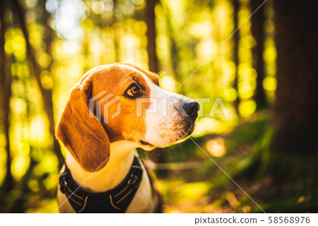 The beagle dog in sunny autumn forest. Alerted 58568976