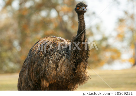 Australian Emu outdoors Australian Emu outdoors 58569231