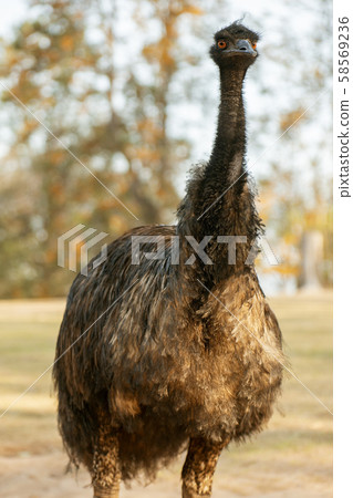 Australian Emu outdoors 58569236