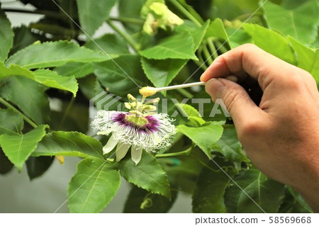 Passion fruit artificial pollination 58569668