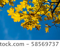 Photo of Beautiful and bright autumnal trees. Autumn colors.  58569737