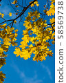 Photo of Beautiful and bright autumnal trees. Autumn colors.  58569738