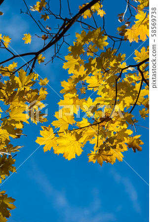 Photo of Beautiful and bright autumnal trees. Autumn colors. Photo of Beautiful and bright autumnal trees. Autumn colors. 58569738