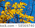 Photo of Beautiful and bright autumnal trees. Autumn colors.  58569740