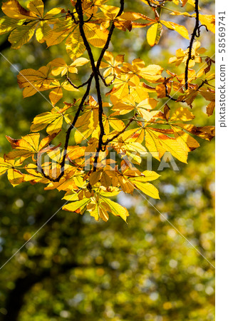 Photo of Beautiful and bright autumnal trees. Autumn colors. Photo of Beautiful and bright autumnal trees. Autumn colors. 58569741