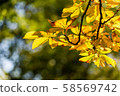 Photo of Beautiful and bright autumnal trees. Autumn colors.  58569742