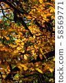 Photo of Beautiful and bright autumnal trees. Autumn colors.  58569771