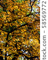 Photo of Beautiful and bright autumnal trees. Autumn colors.  58569772