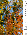 Photo of Beautiful and bright autumnal trees. Autumn colors.  58569774