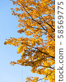 Photo of Beautiful and bright autumnal trees. Autumn colors.  58569775