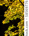 Photo of Beautiful and bright autumnal trees. Autumn colors.  58569776